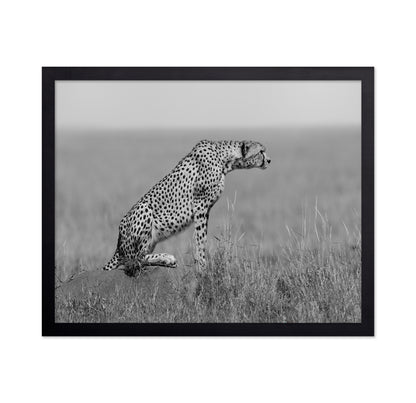 Cheetah on Watch