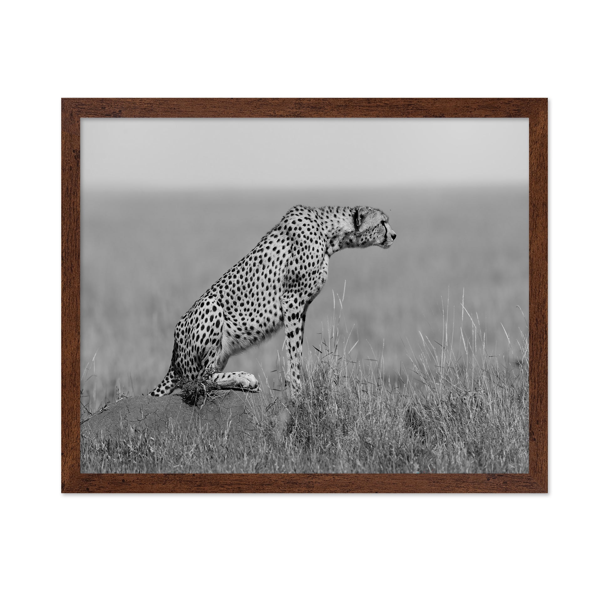 Cheetah on Watch