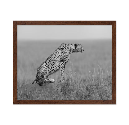 Cheetah on Watch