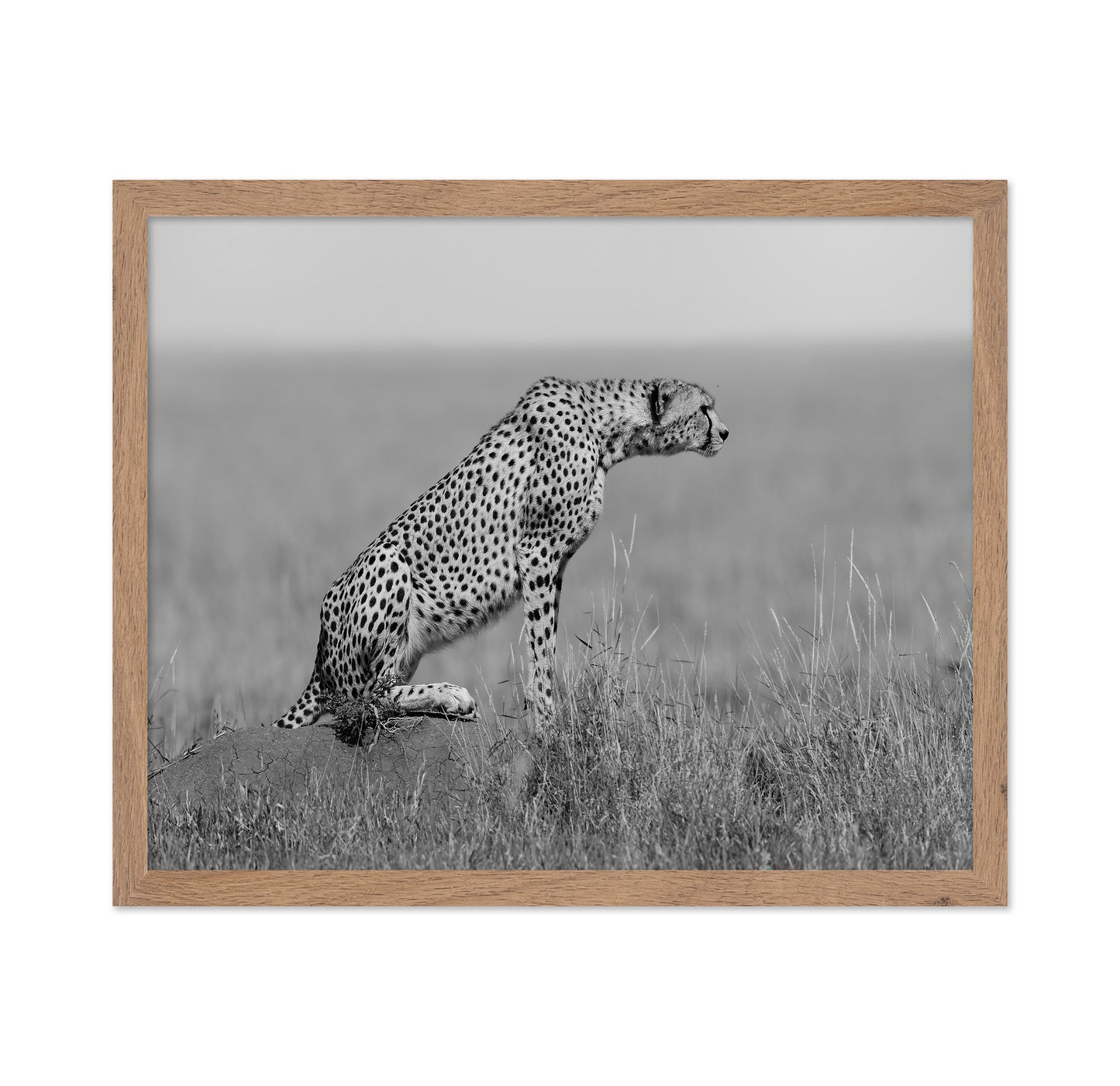 Cheetah on Watch