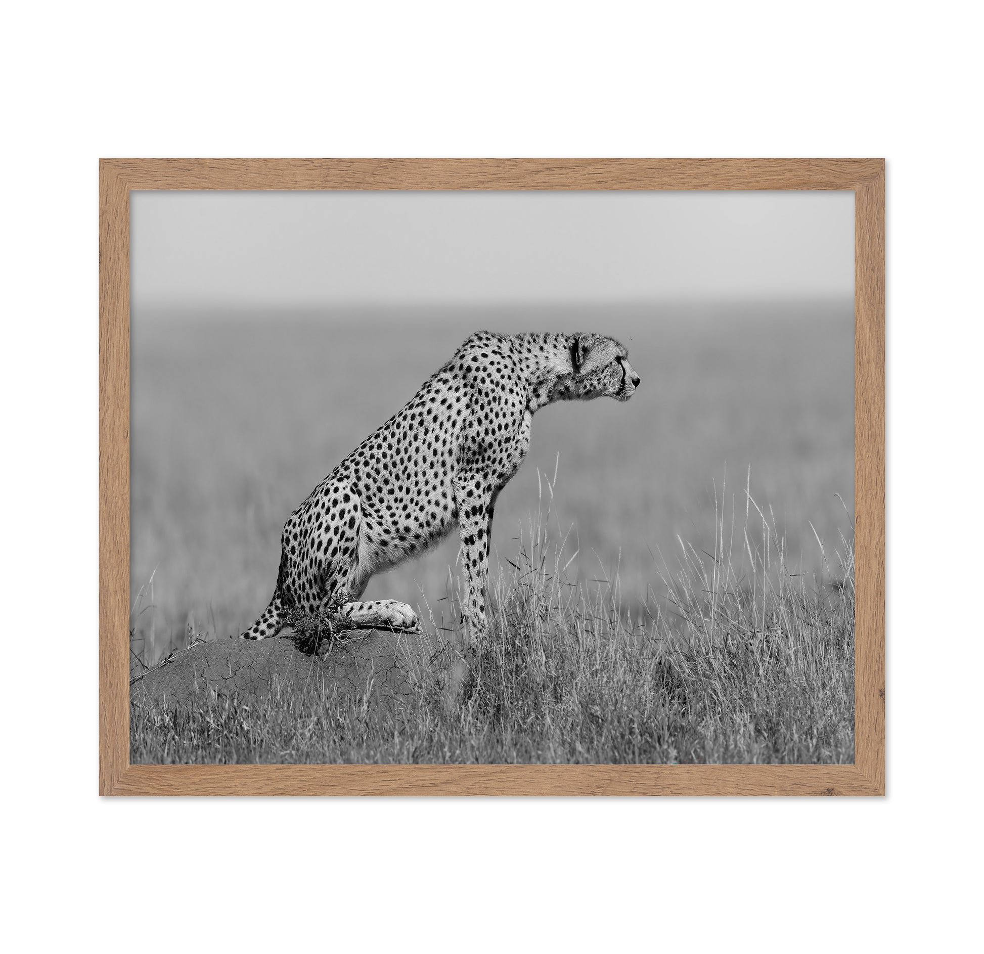 Cheetah on Watch