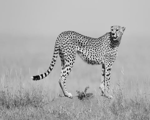 Elegant Cheetah