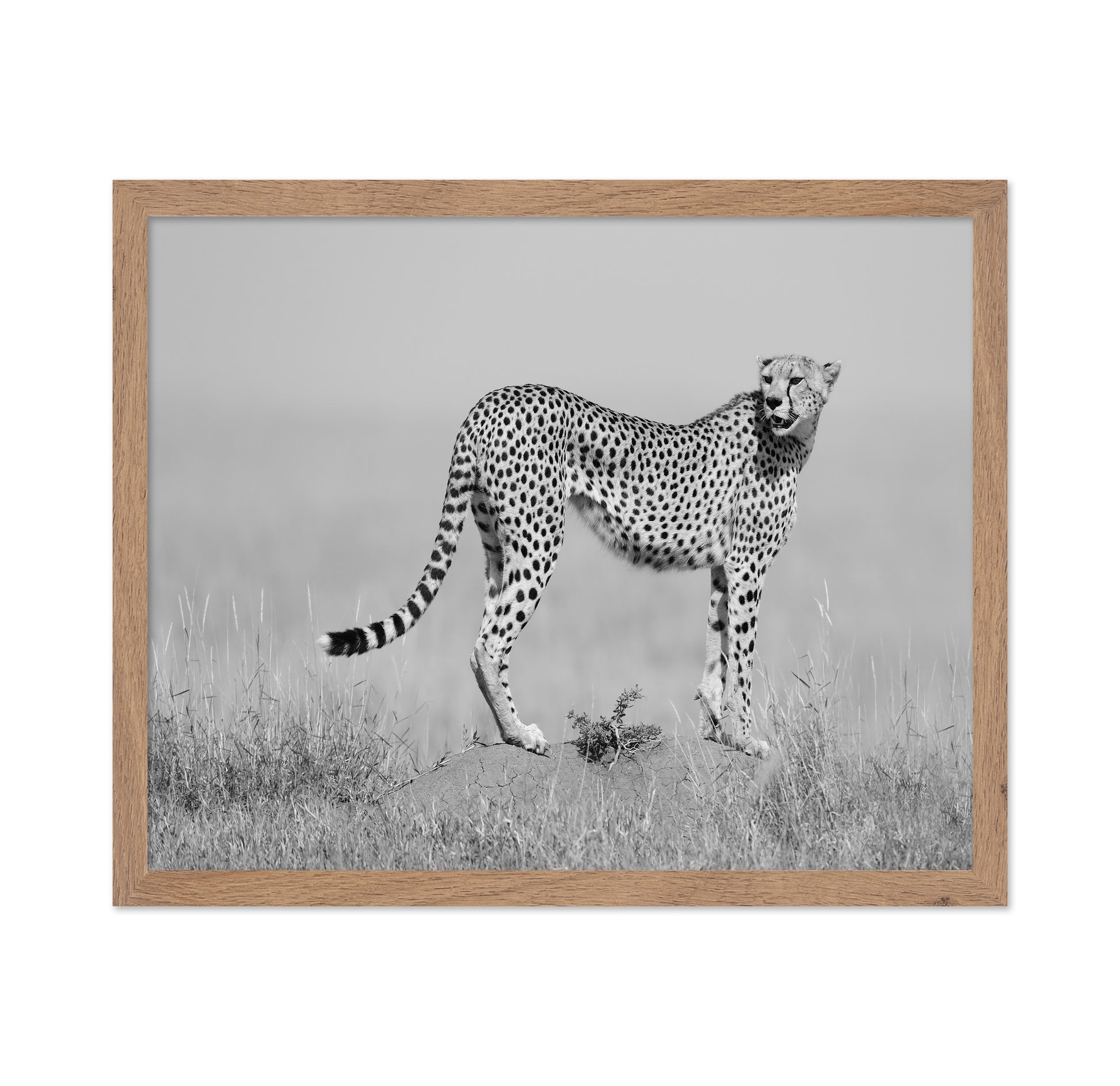 Elegant Cheetah