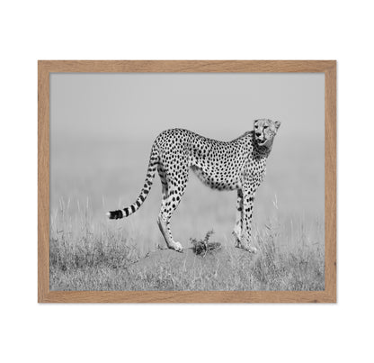 Elegant Cheetah