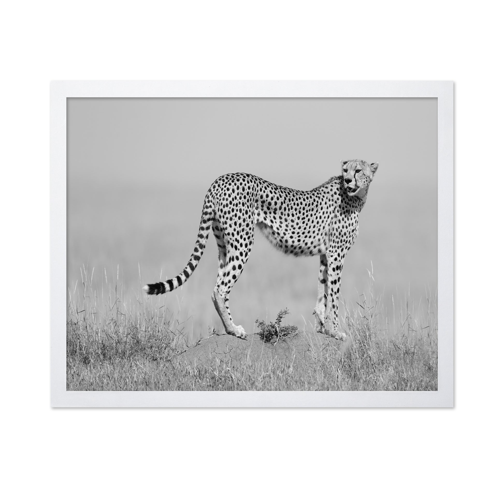 Elegant Cheetah