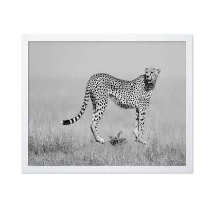 Elegant Cheetah