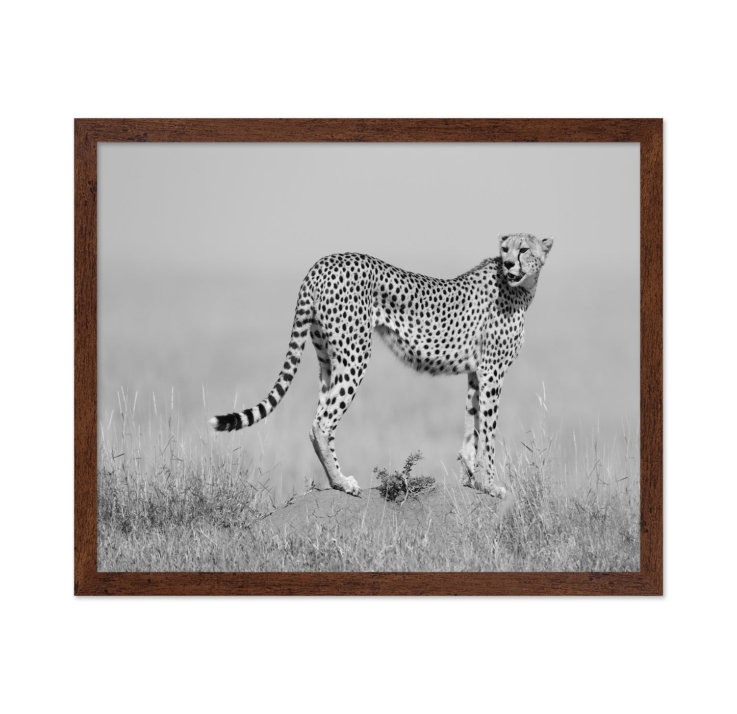 Elegant Cheetah