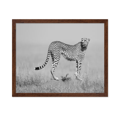 Elegant Cheetah