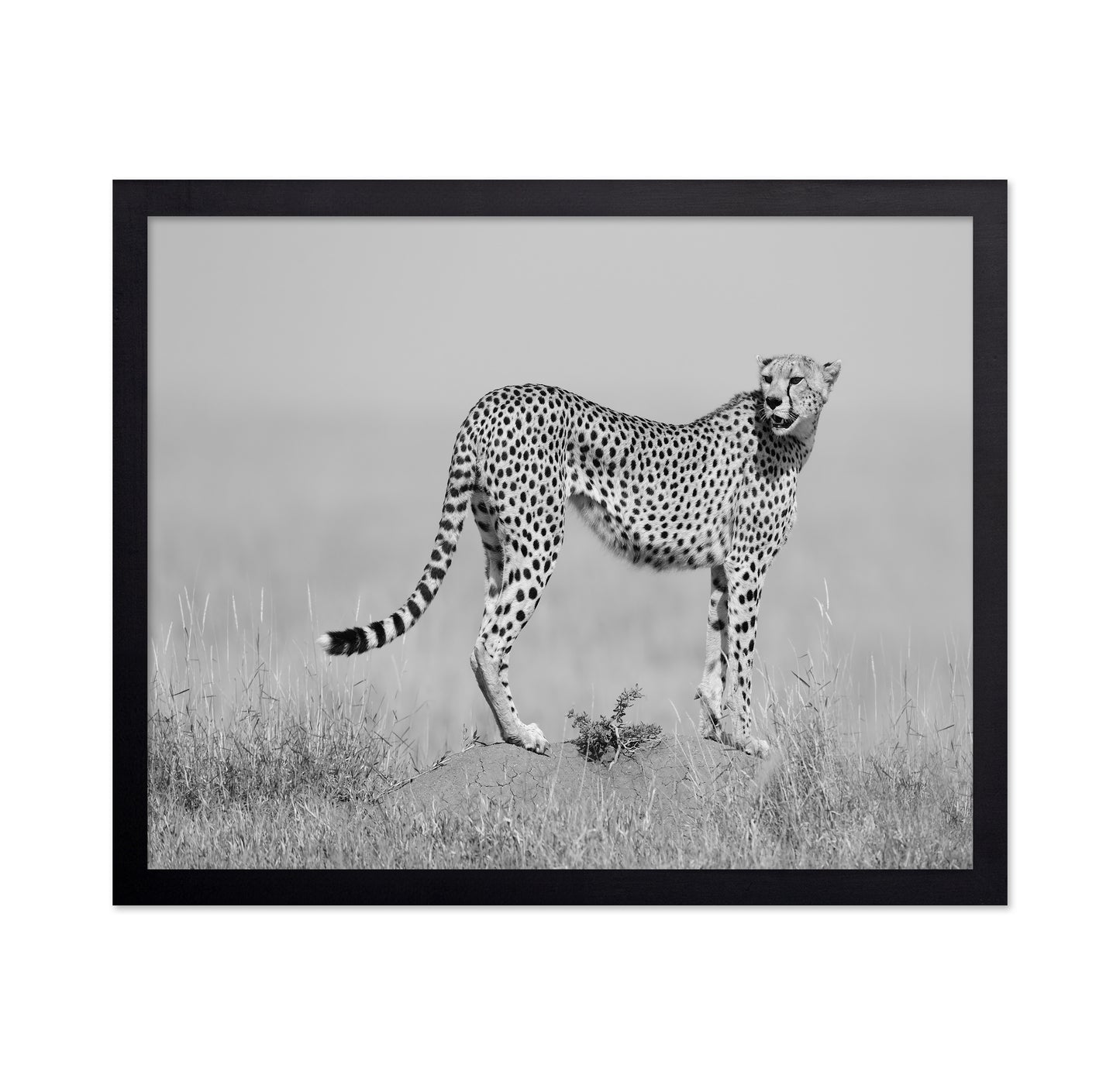 Elegant Cheetah