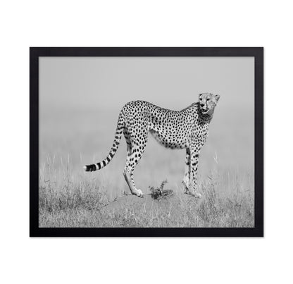 Elegant Cheetah
