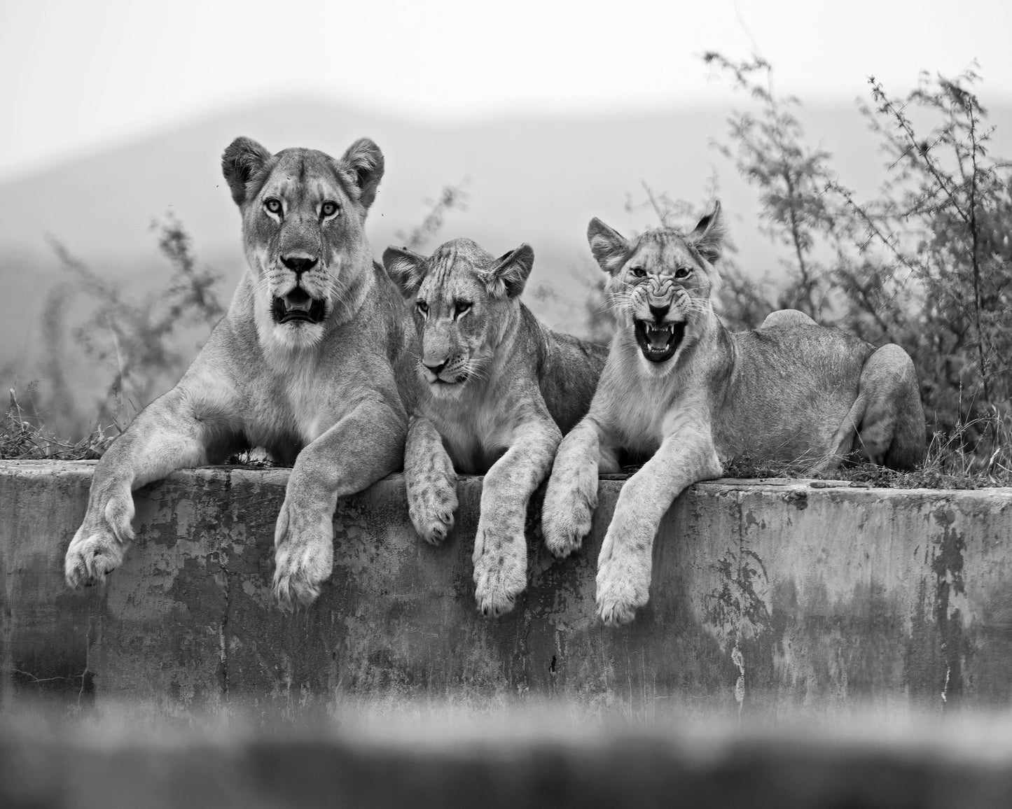 Lion Trio