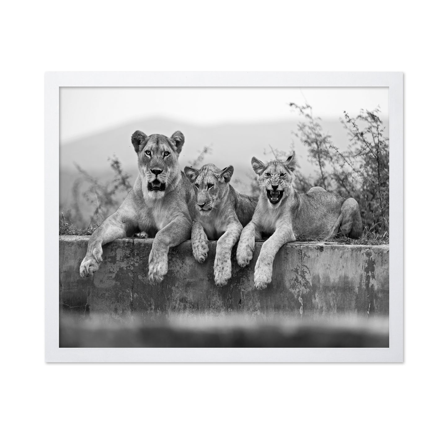 Lion Trio
