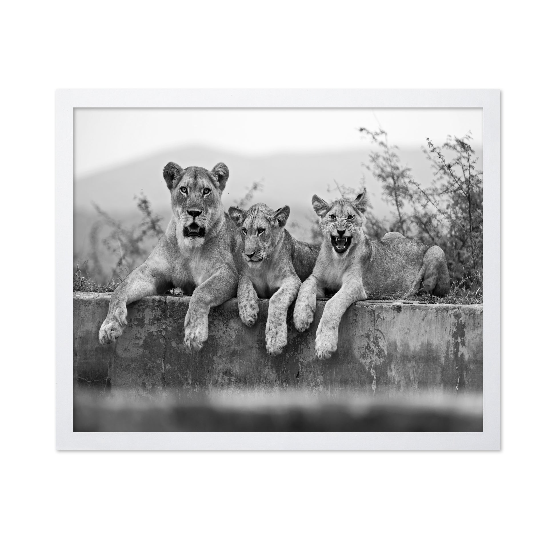 Lion Trio