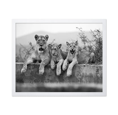 Lion Trio