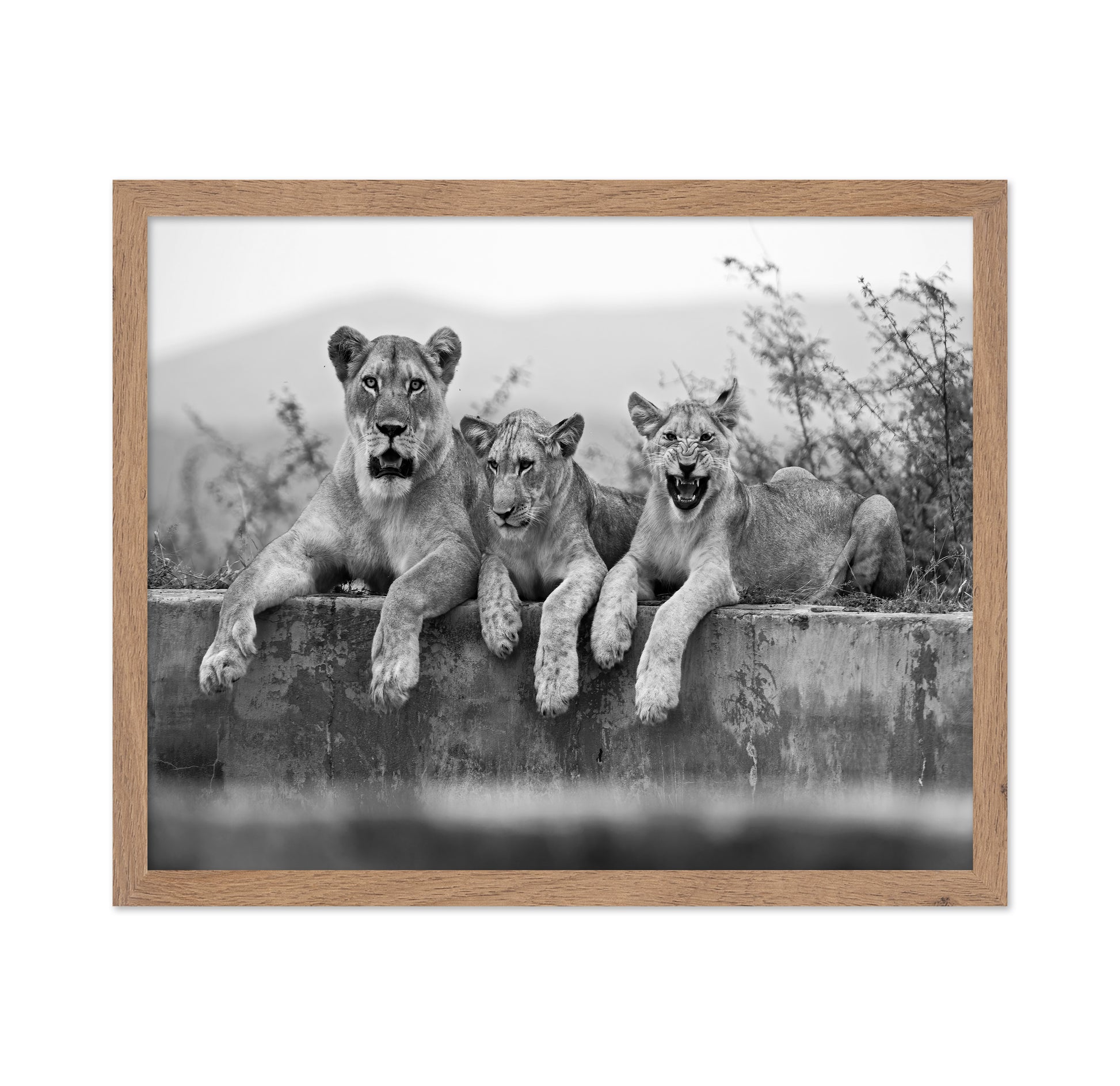 Lion Trio