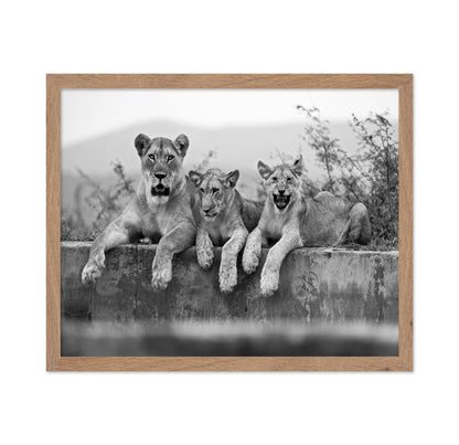 Lion Trio