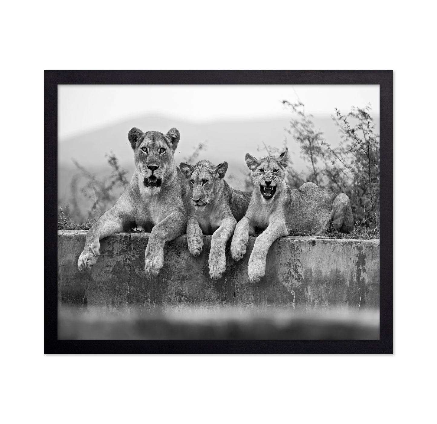 Lion Trio