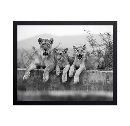 Lion Trio