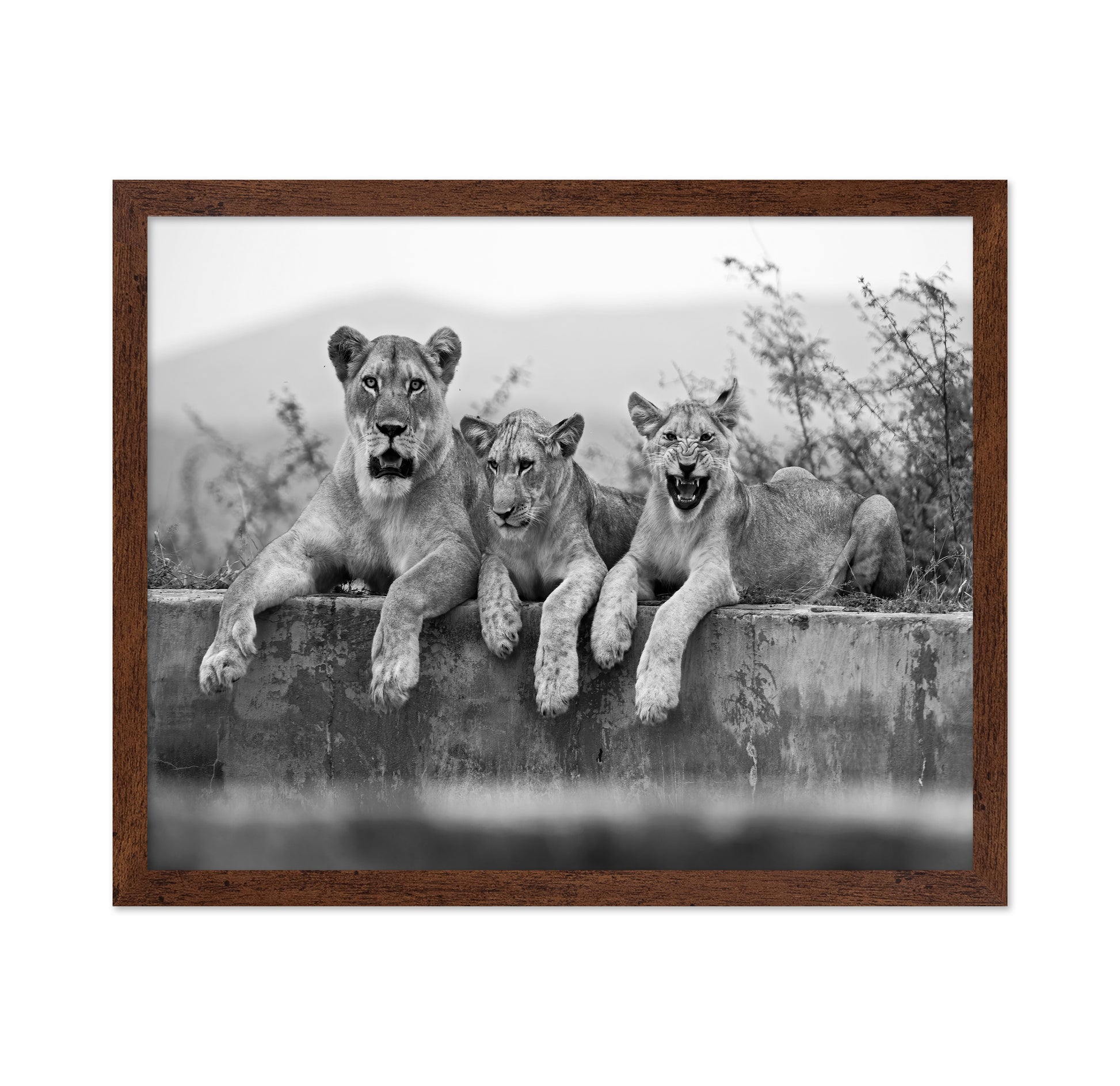 Lion Trio
