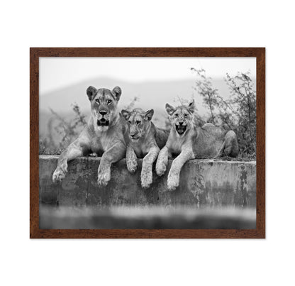 Lion Trio