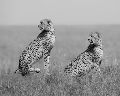 Alert Cheetah Duo