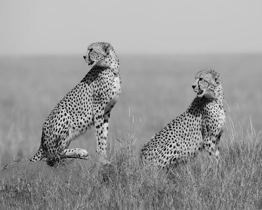 Alert Cheetah Duo