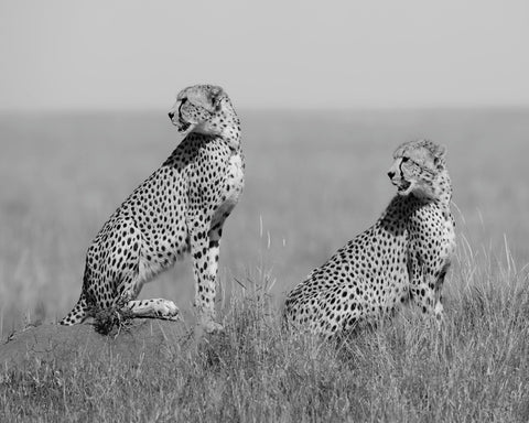 Alert Cheetah Duo