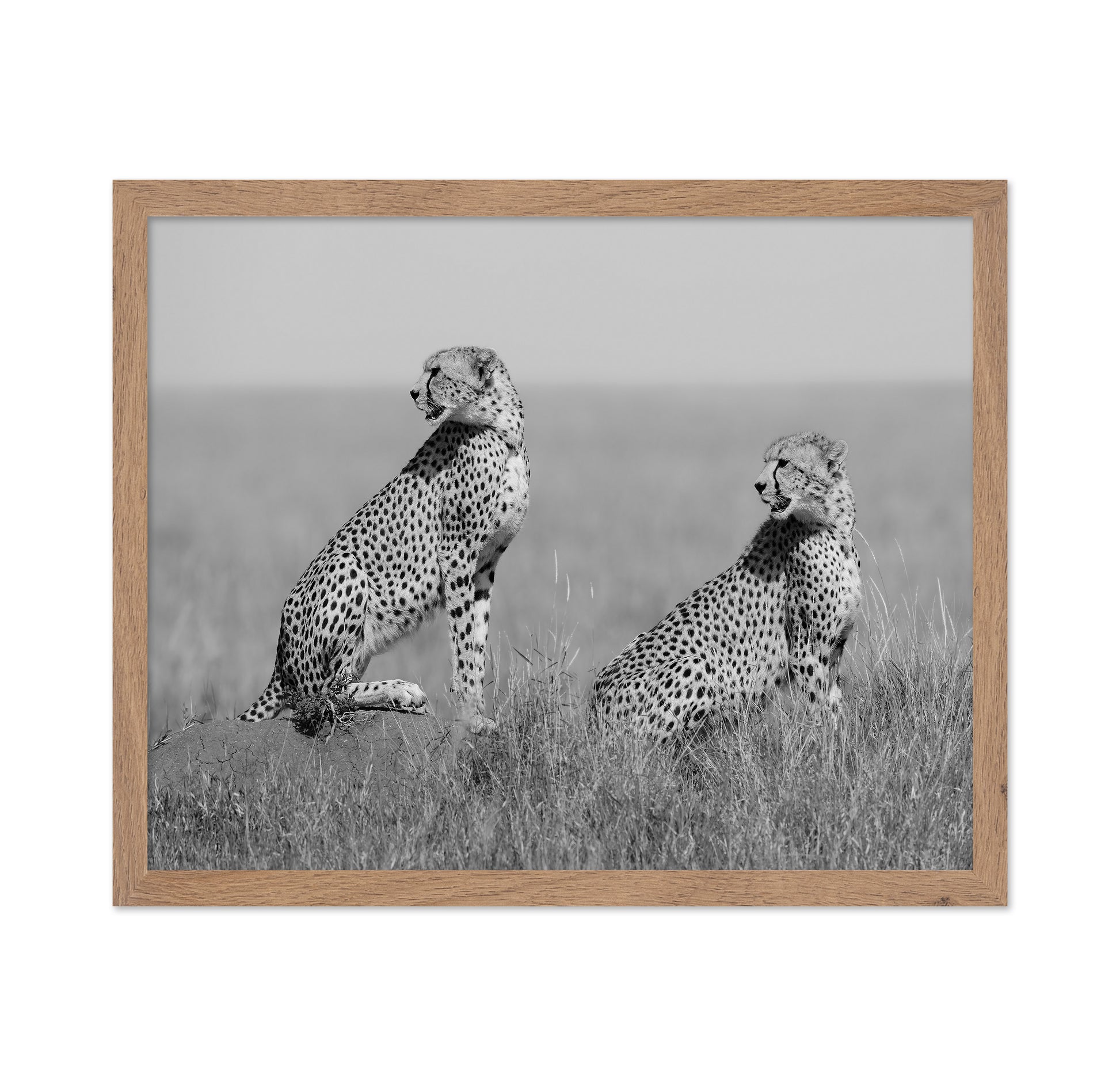 Alert Cheetah Duo