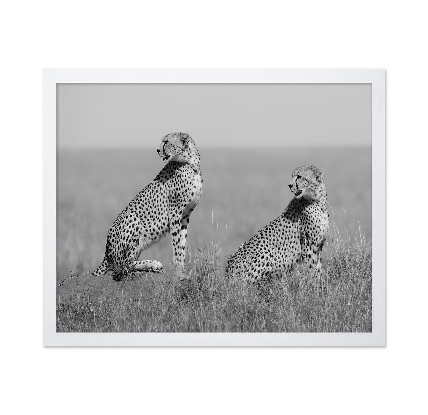 Alert Cheetah Duo