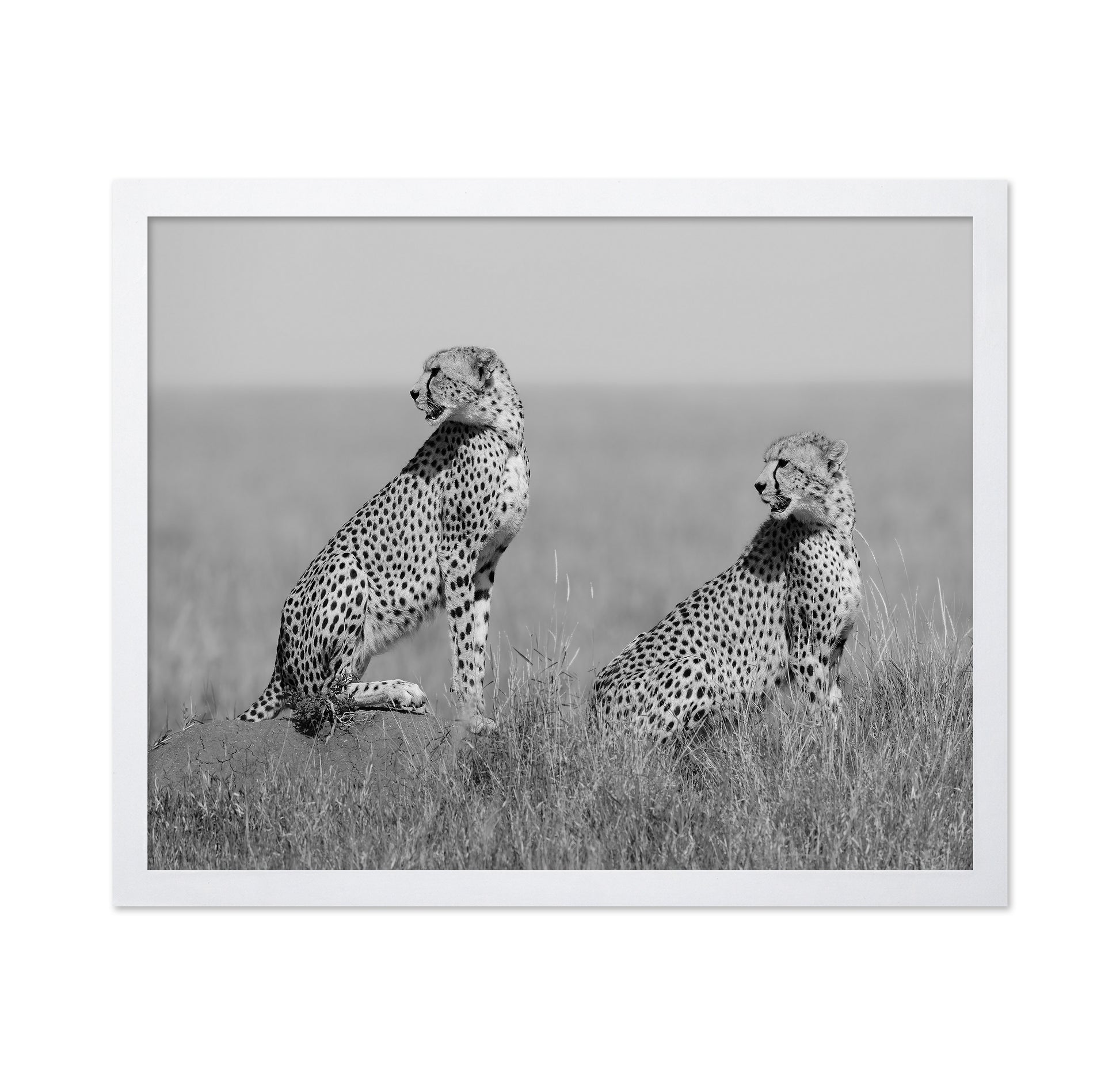 Alert Cheetah Duo