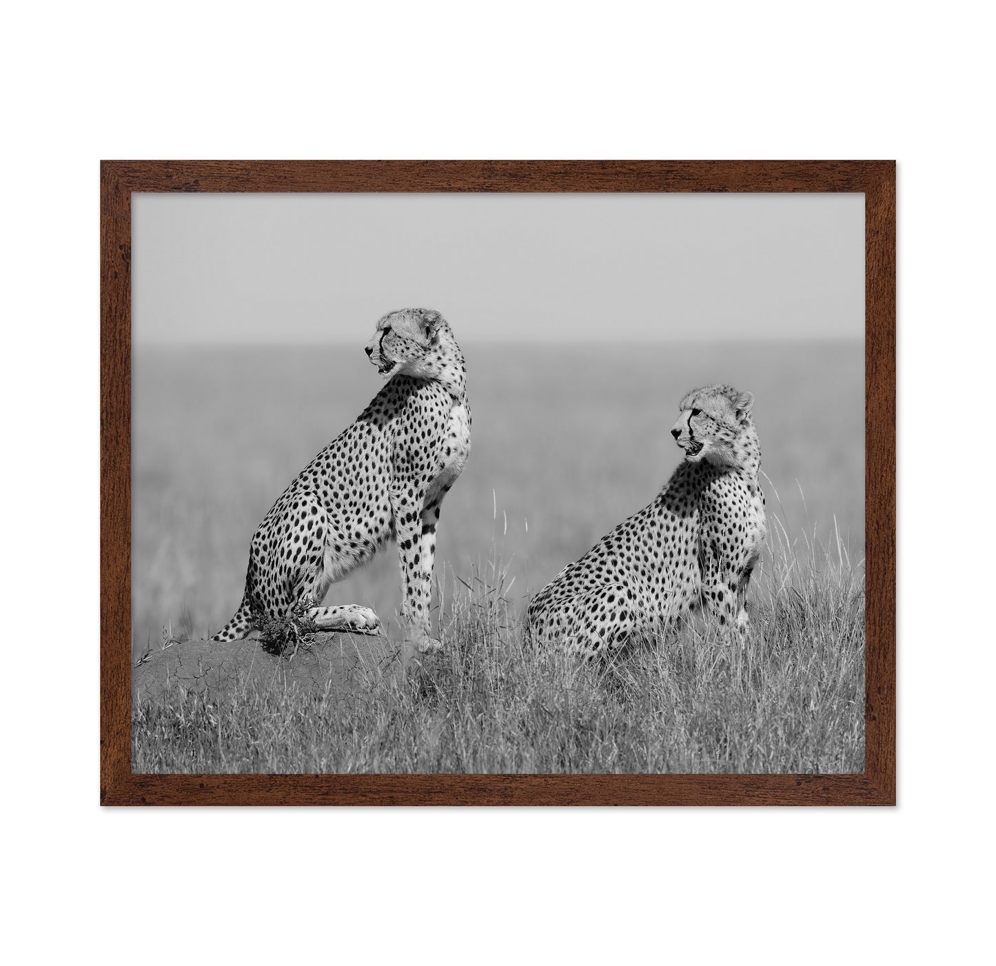 Alert Cheetah Duo