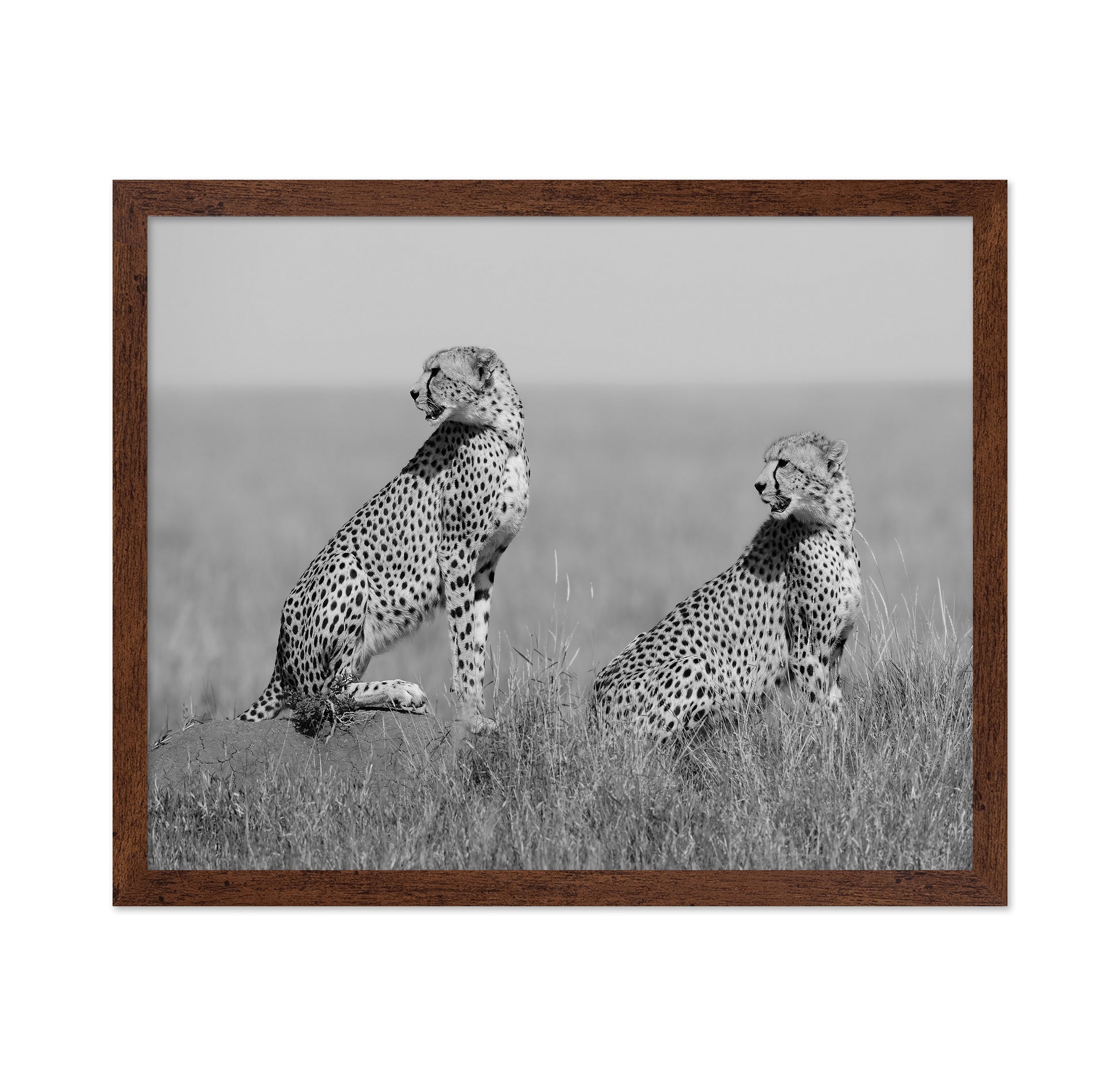 Alert Cheetah Duo