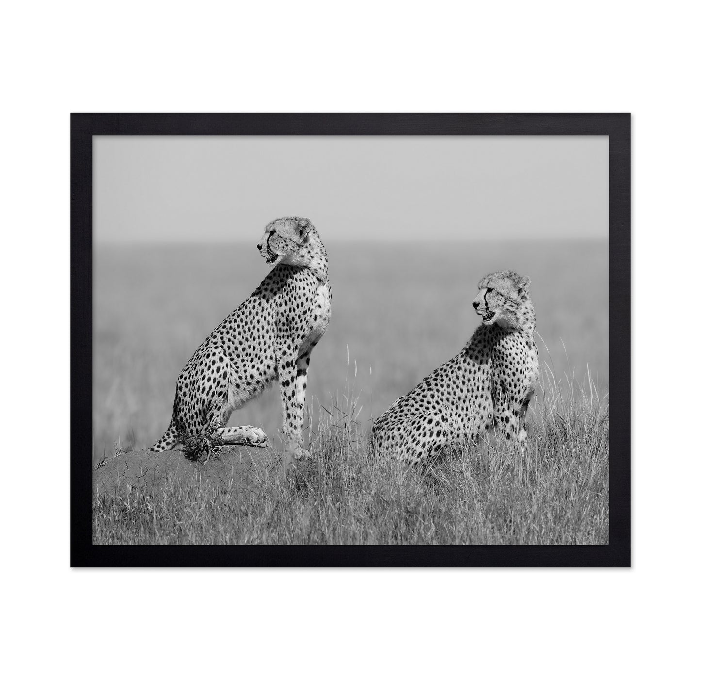 Alert Cheetah Duo