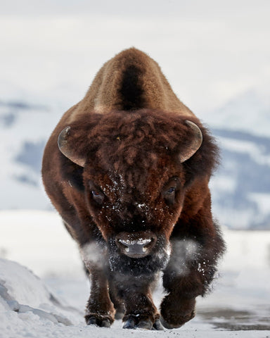 Charging Bison
