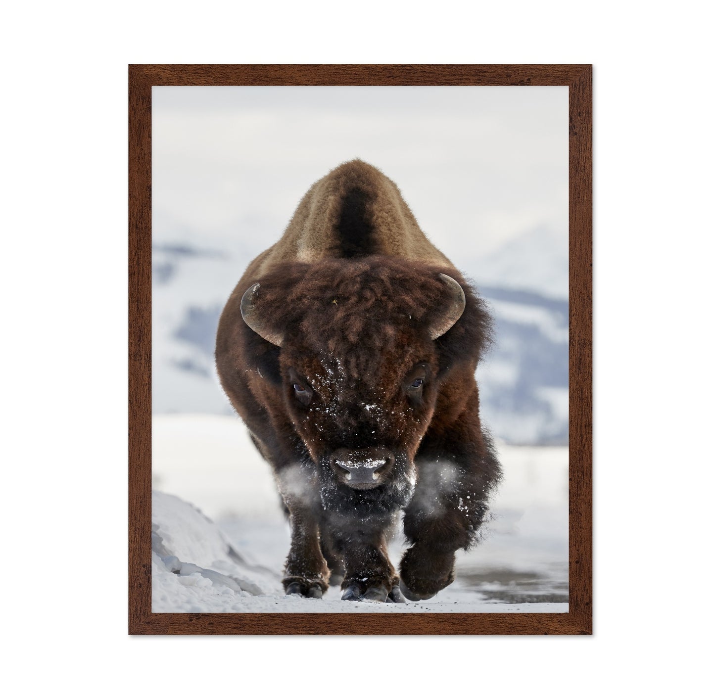 Charging Bison