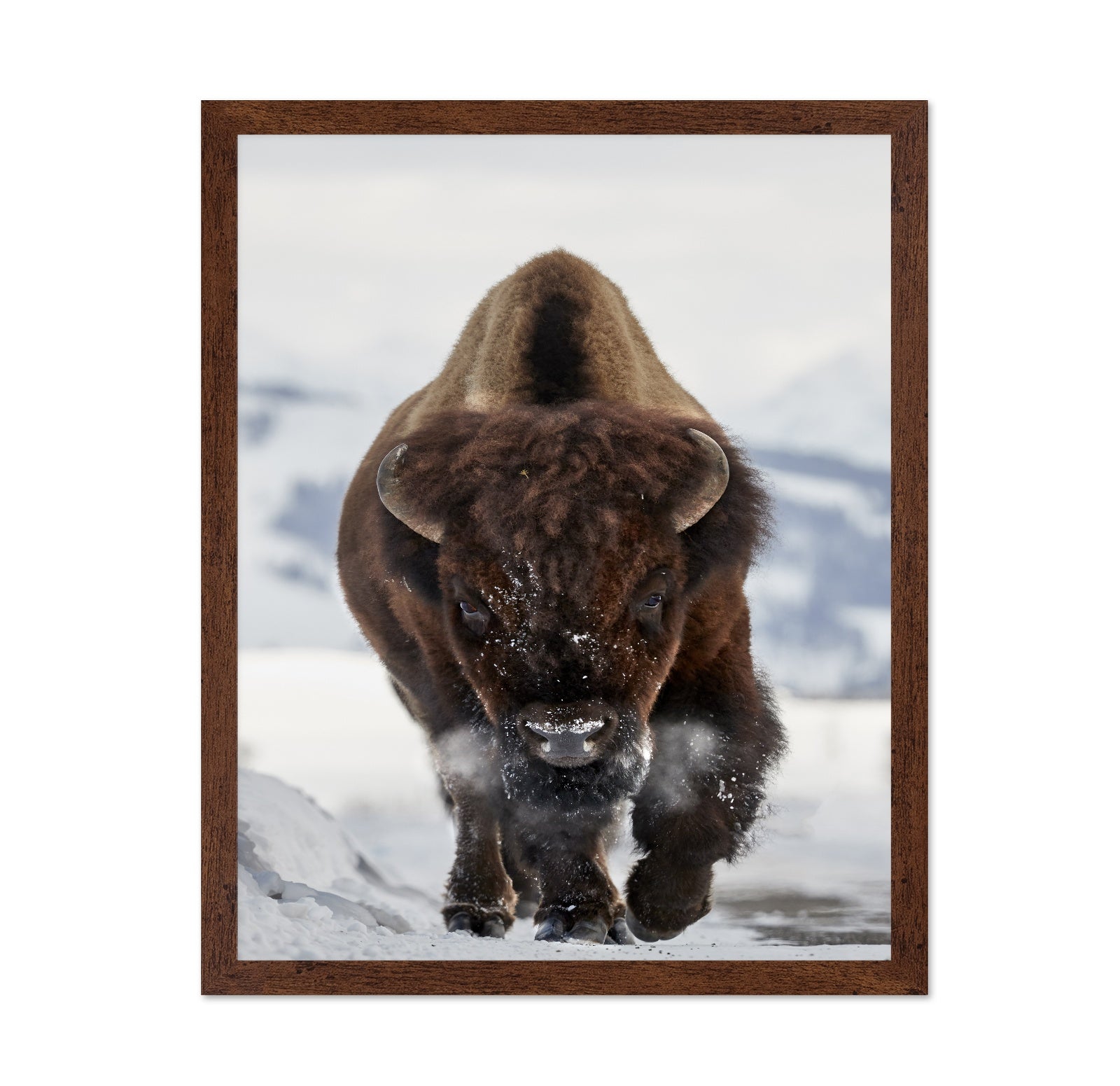 Charging Bison