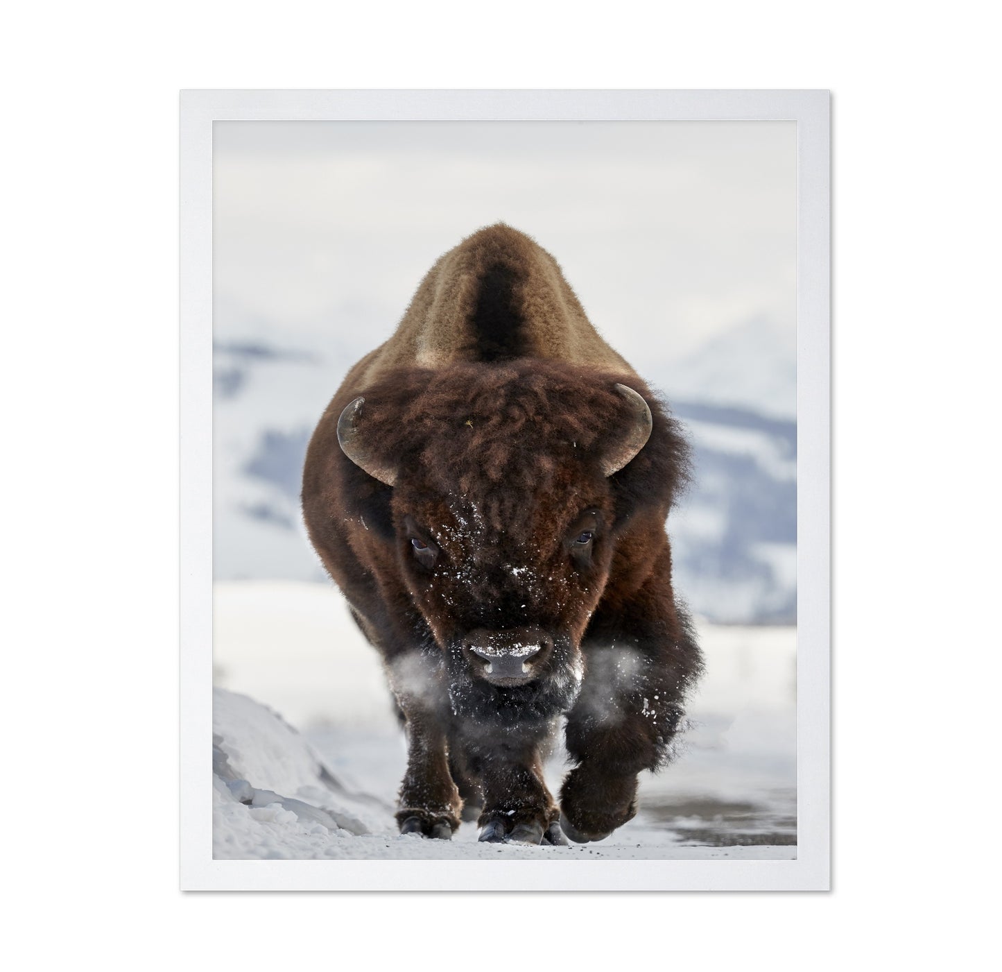 Charging Bison