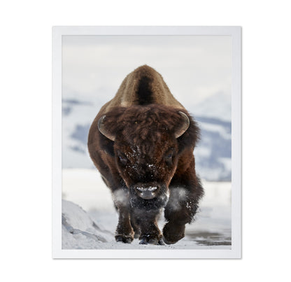 Charging Bison