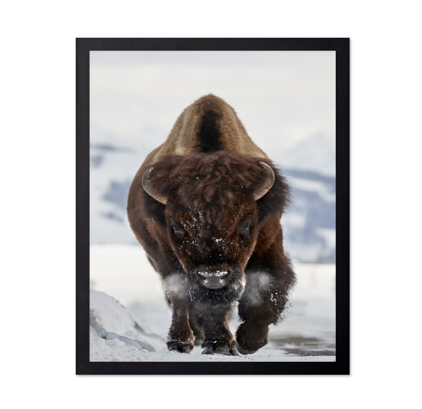 Charging Bison