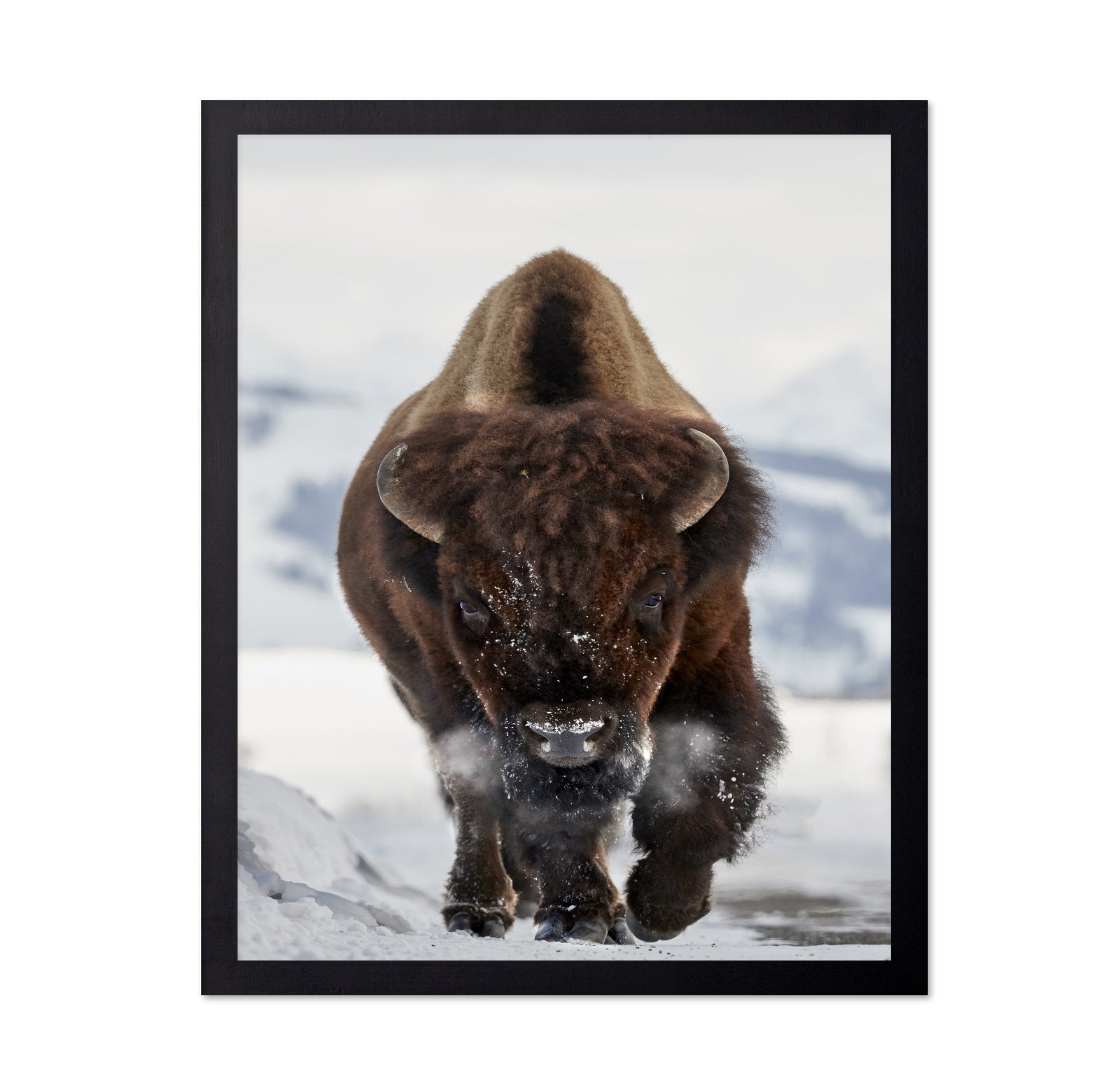 Charging Bison