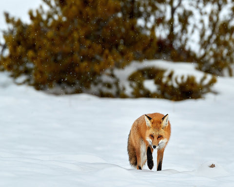 Fox in Winter