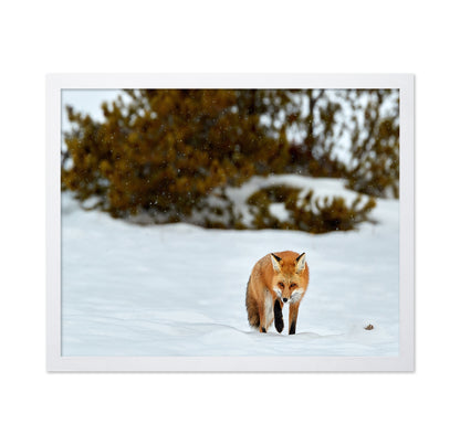 Fox in Winter