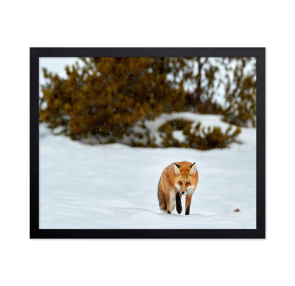 Fox in Winter