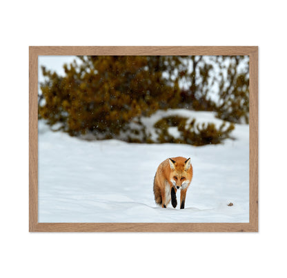 Fox in Winter