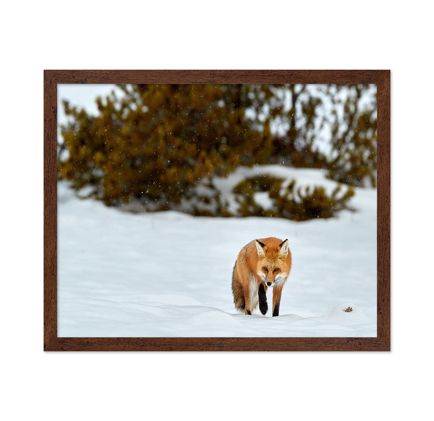 Fox in Winter