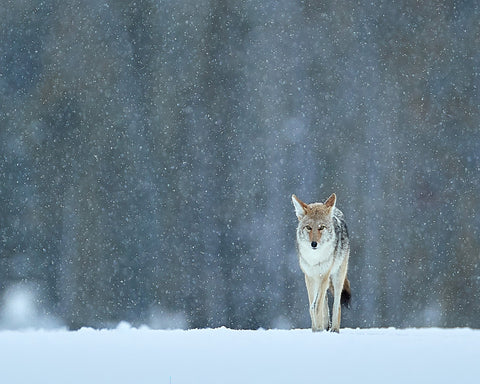 Coyote in Snow