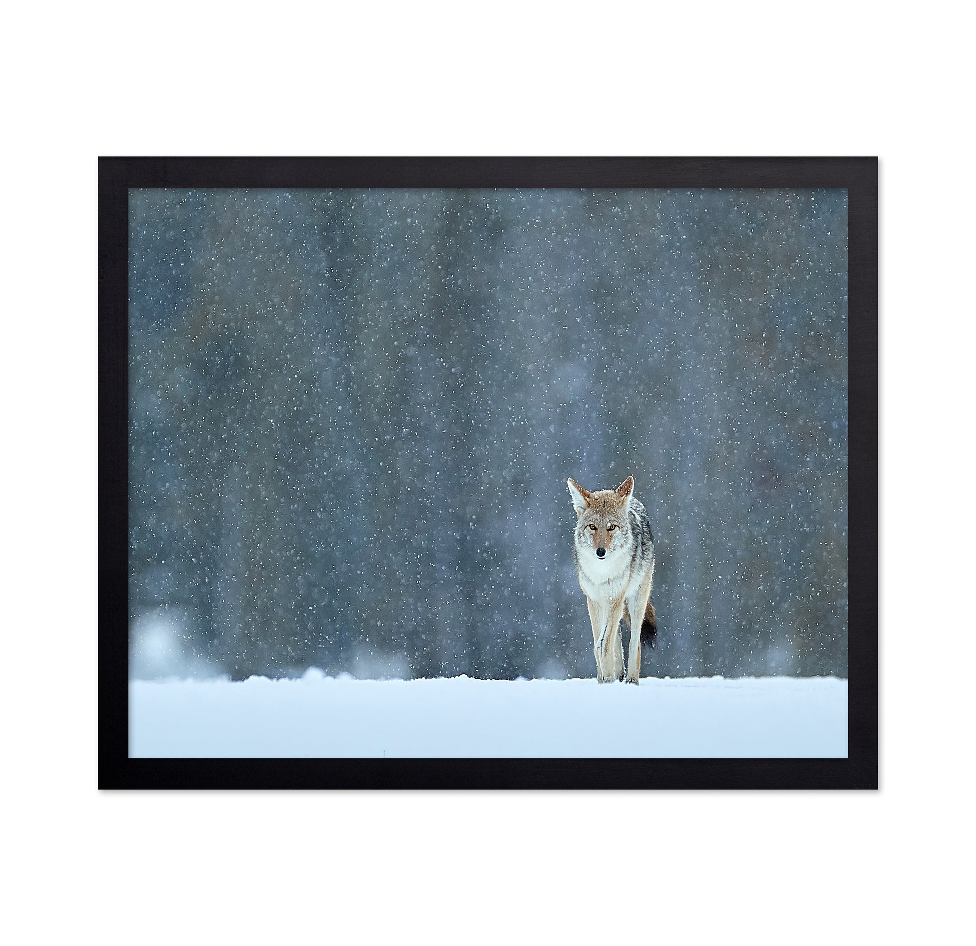 Coyote in Snow
