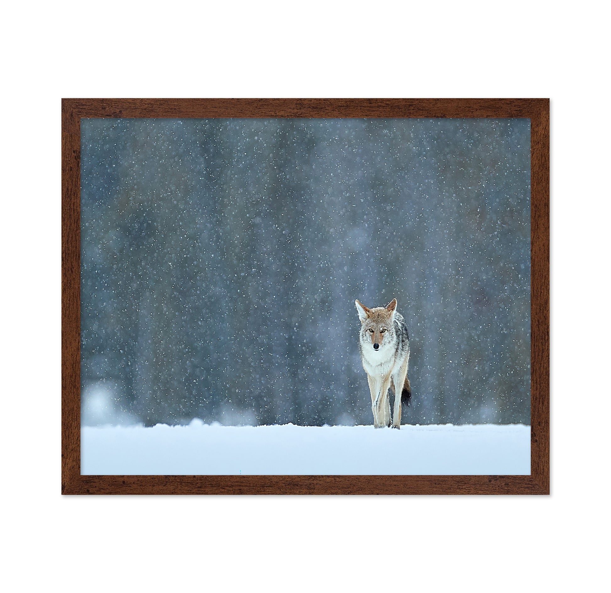 Coyote in Snow