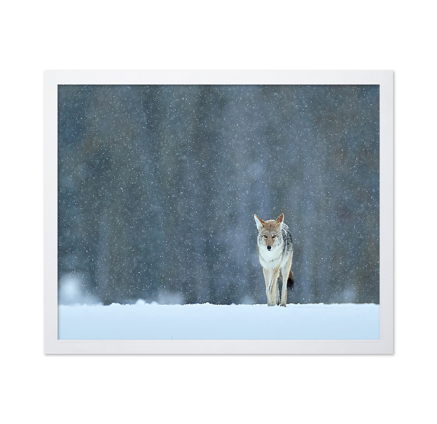 Coyote in Snow