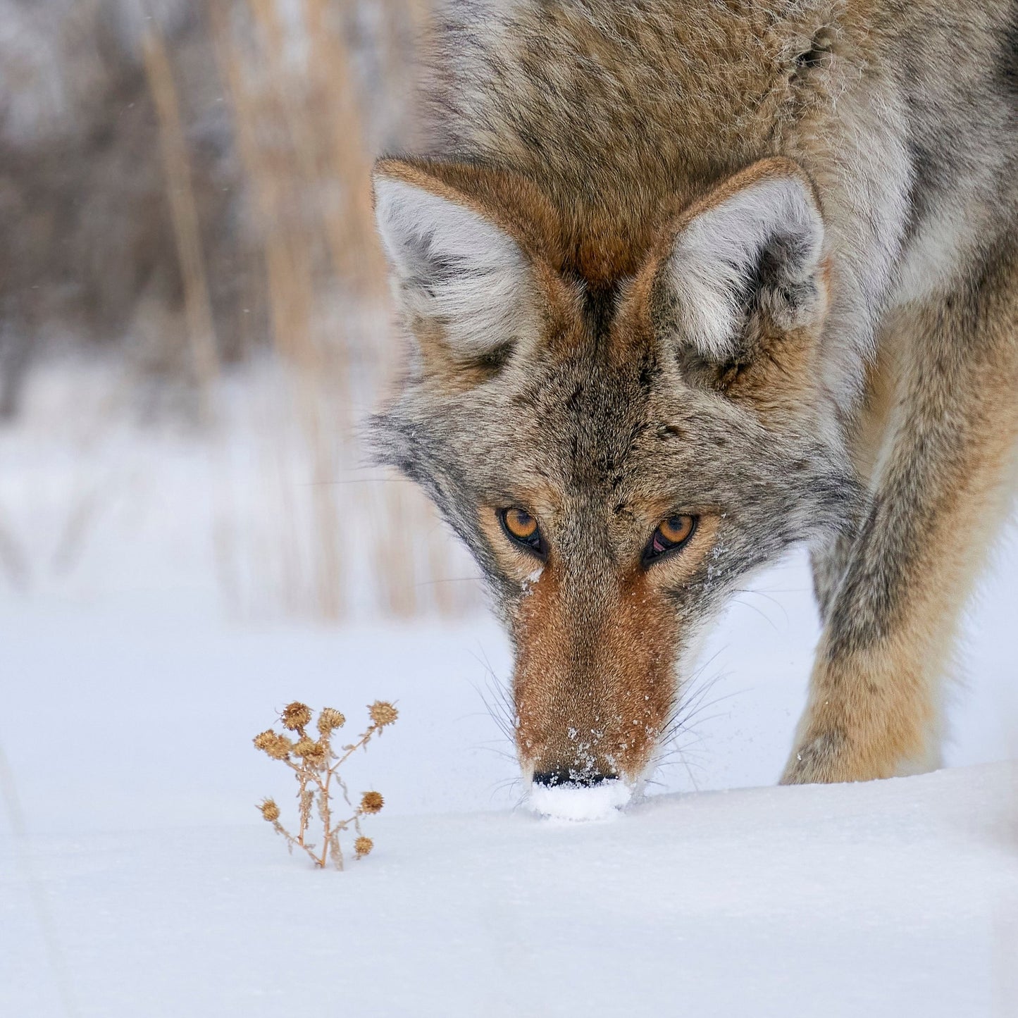 Coyote Close Up